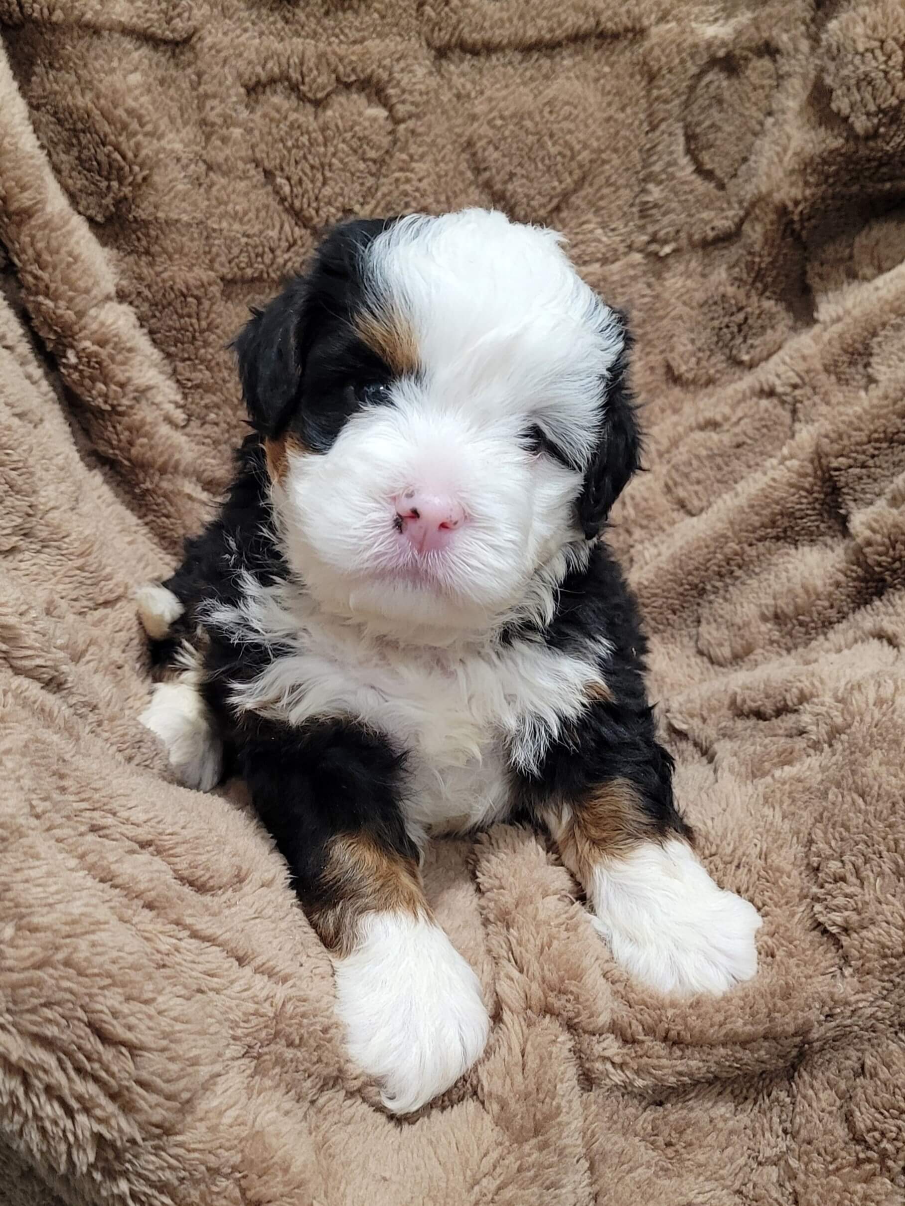 Tri-color Bernedoodle puppy named Atlas laying on a brown blanket in East Earl, PA.