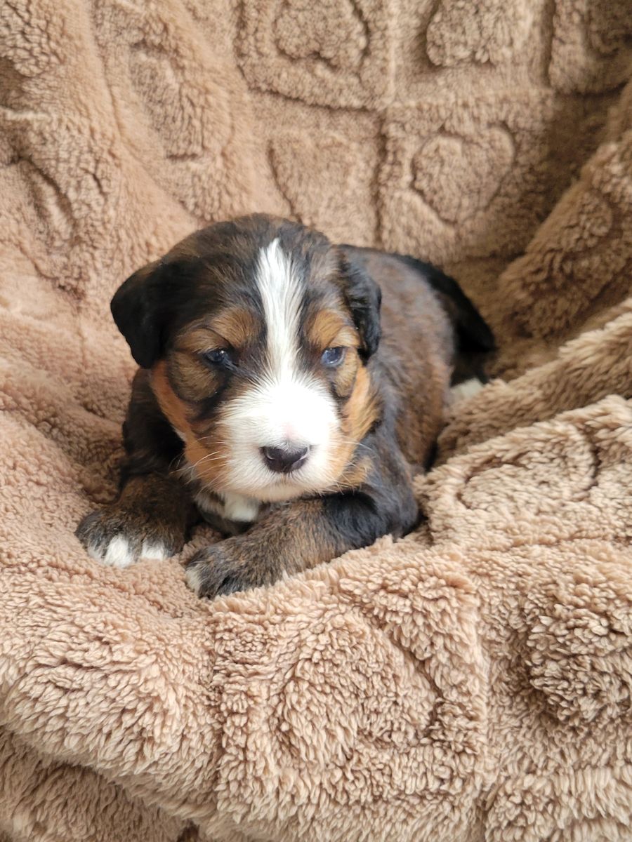 Merle Bernedoodle puppy with tan eyebrows and white blaze on a tan blanket