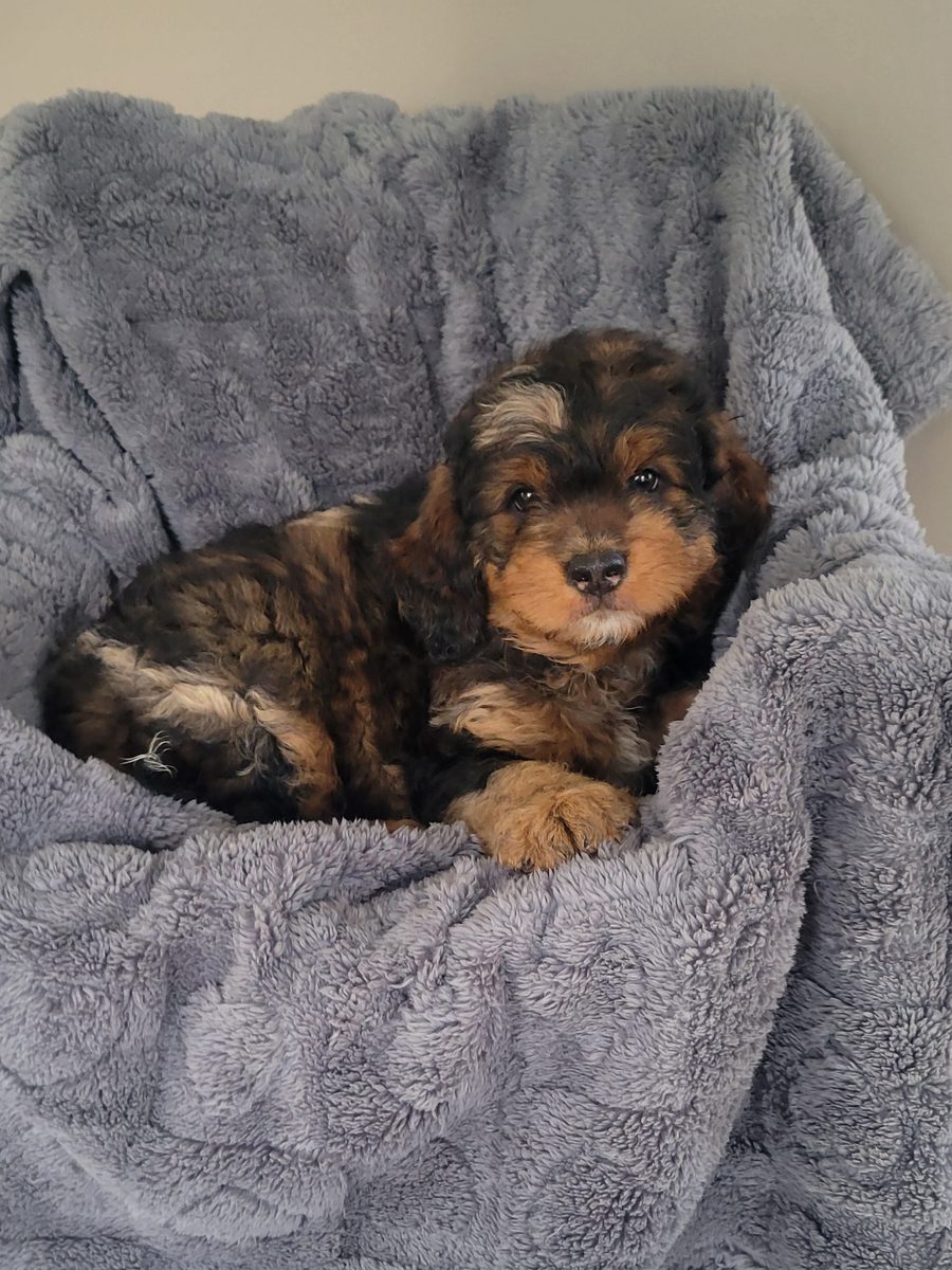 Ember, a dark brown and tan mini Bernedoodle puppy, available for sale in Lancaster, PA.