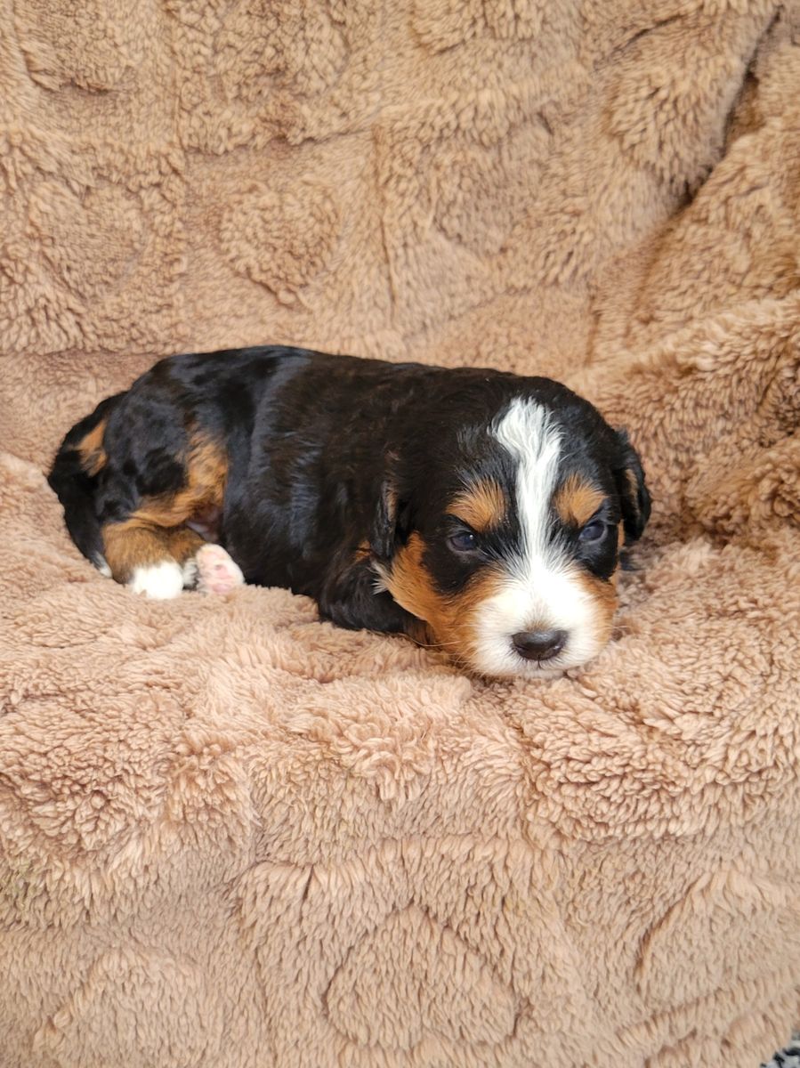 Black, tan, and white Bernedoodle puppy resting on a tan blanket