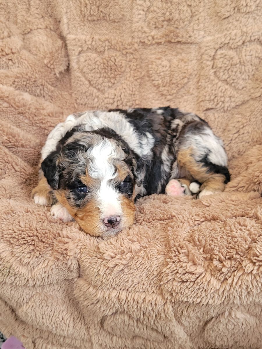 Curly-coated merle Bernedoodle puppy resting on a tan blanket