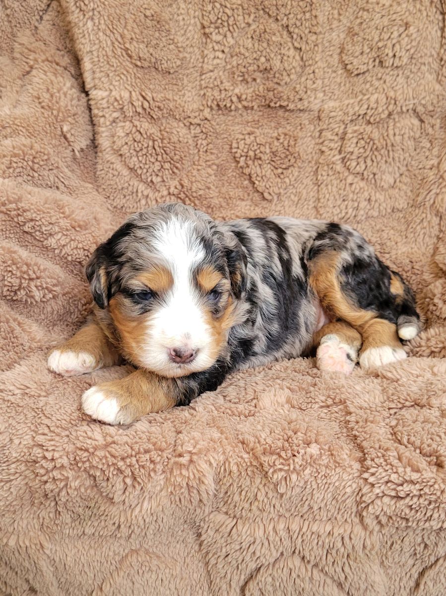 Merle Bernedoodle puppy with white blaze lying on a tan blanket