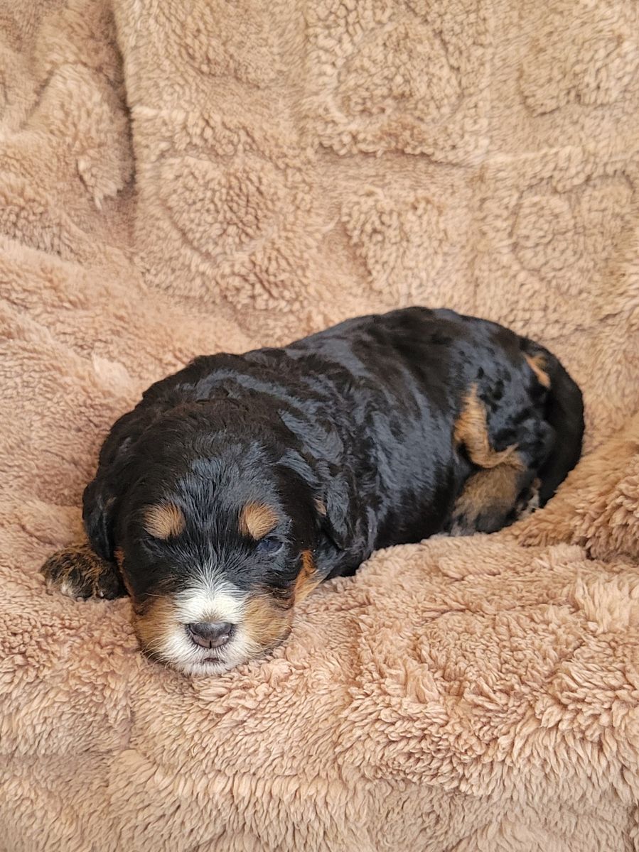 Black and tan Bernedoodle puppy with white muzzle curled up on a tan blanket