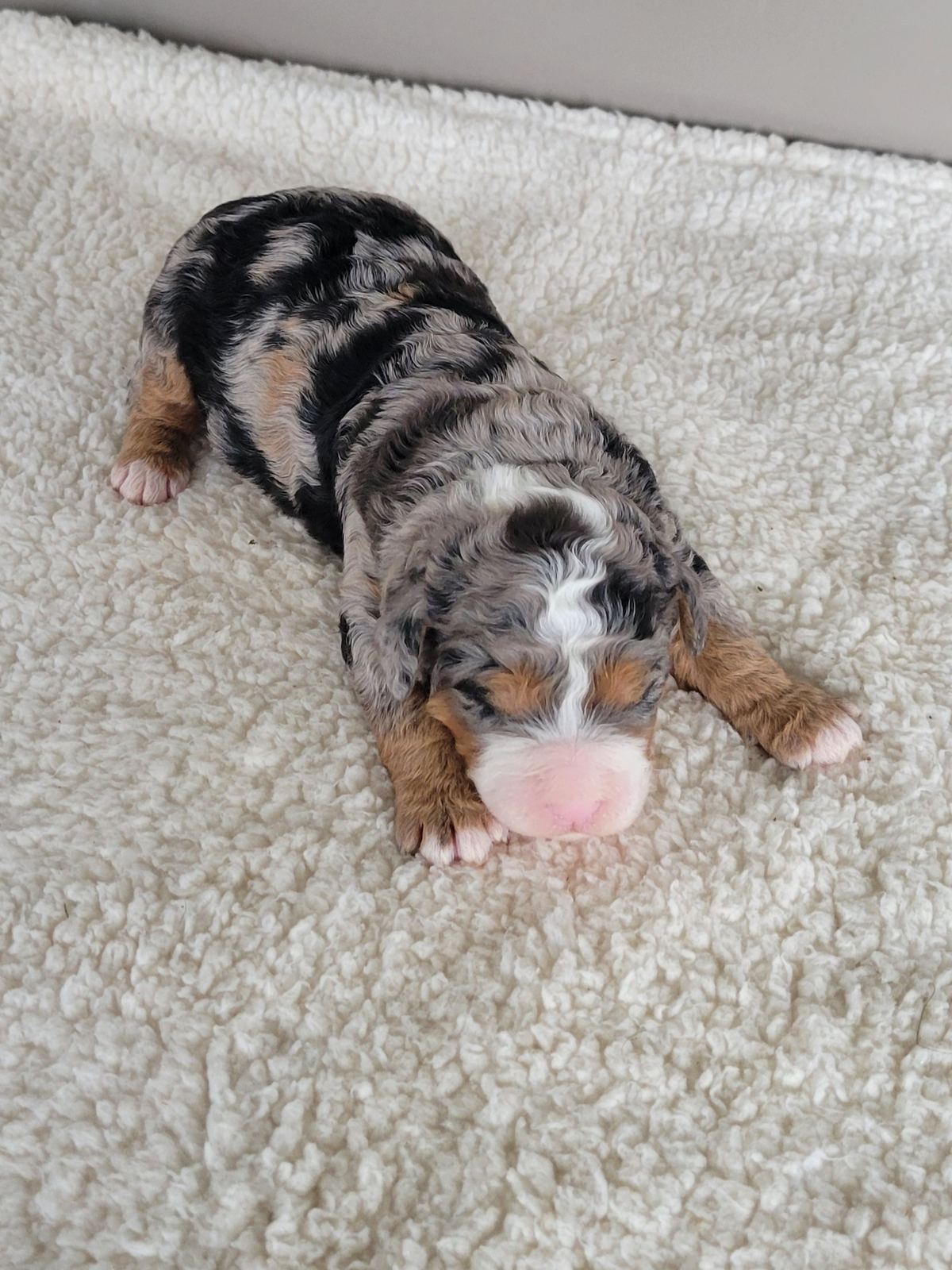 Cassie, a merle Mini Bernedoodle puppy with white blaze, Lancaster PA