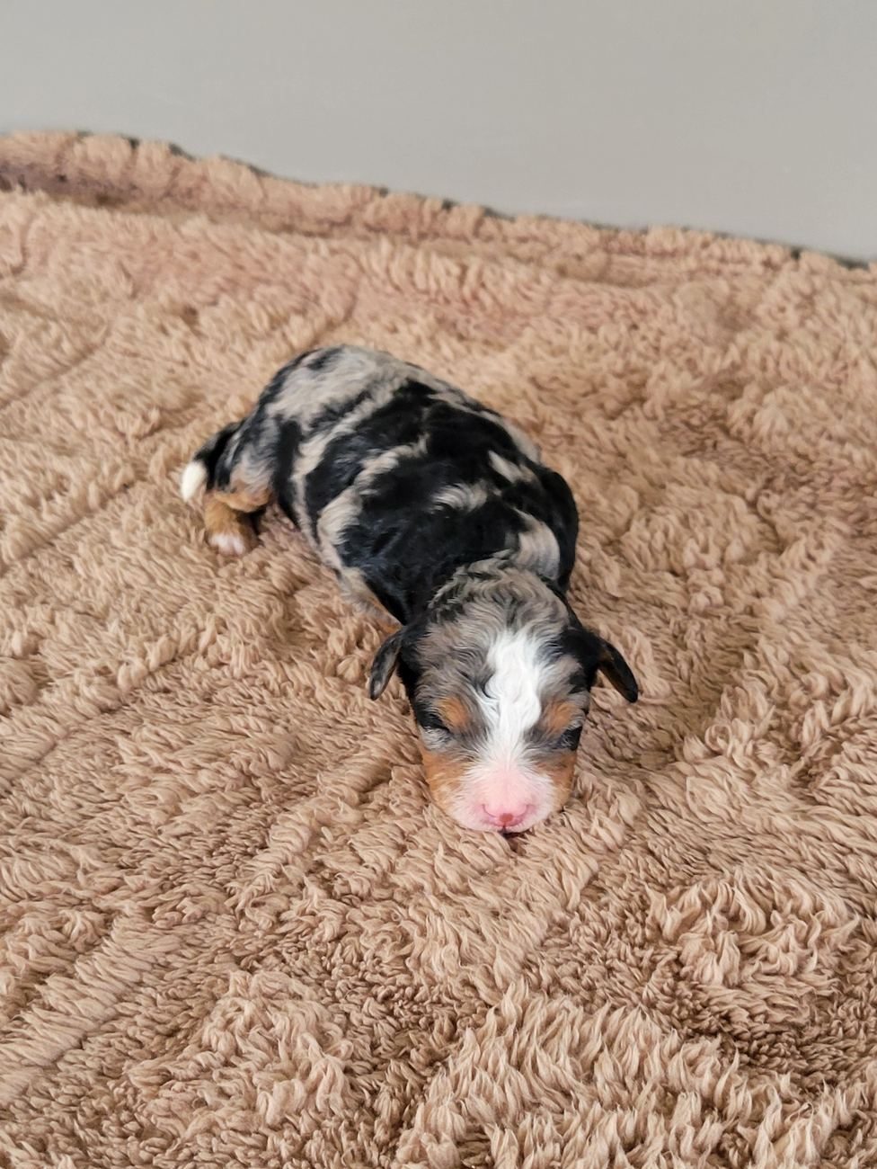 Cosmo, a merle Mini Bernedoodle puppy, Lancaster PA breeder
