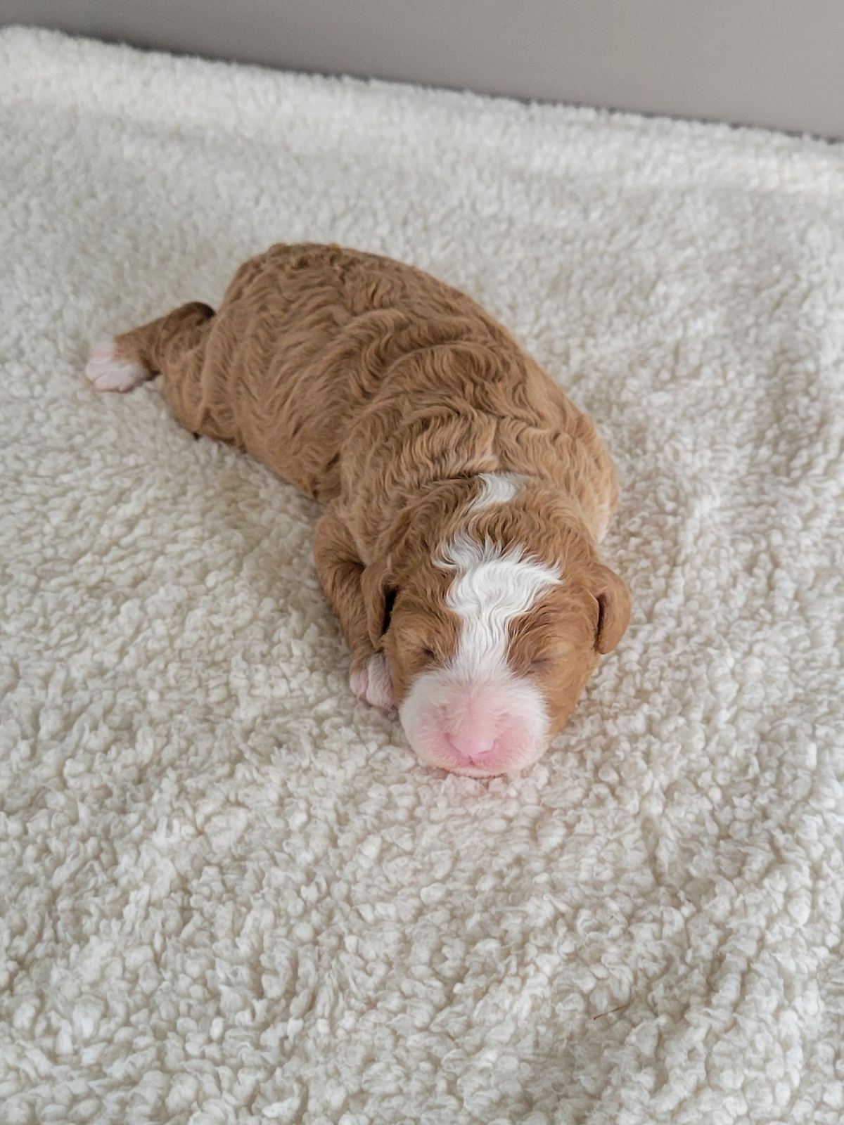 Crystal, a fawn and white Mini Bernedoodle puppy, Lancaster PA