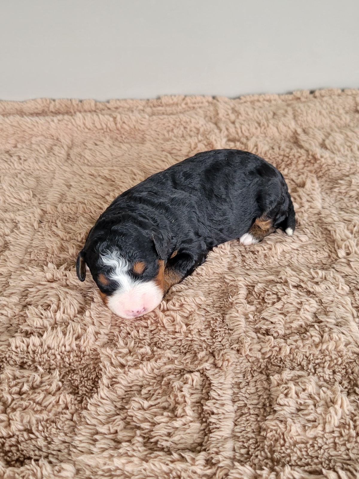 Dash, a black and tan Mini Bernedoodle puppy curled up, Lancaster PA
