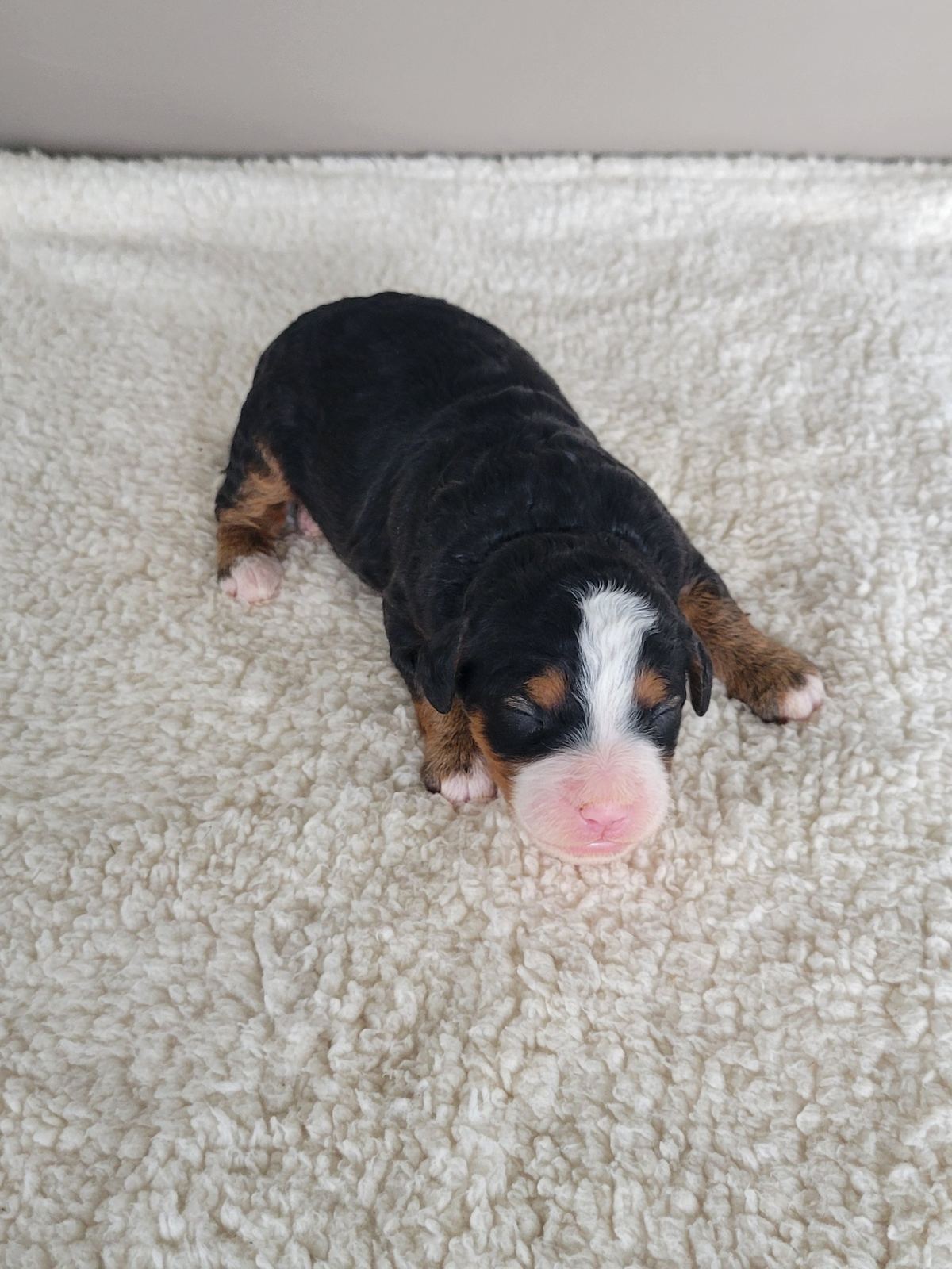 Duke, a black and tan Mini Bernedoodle puppy with white blaze, Lancaster PA