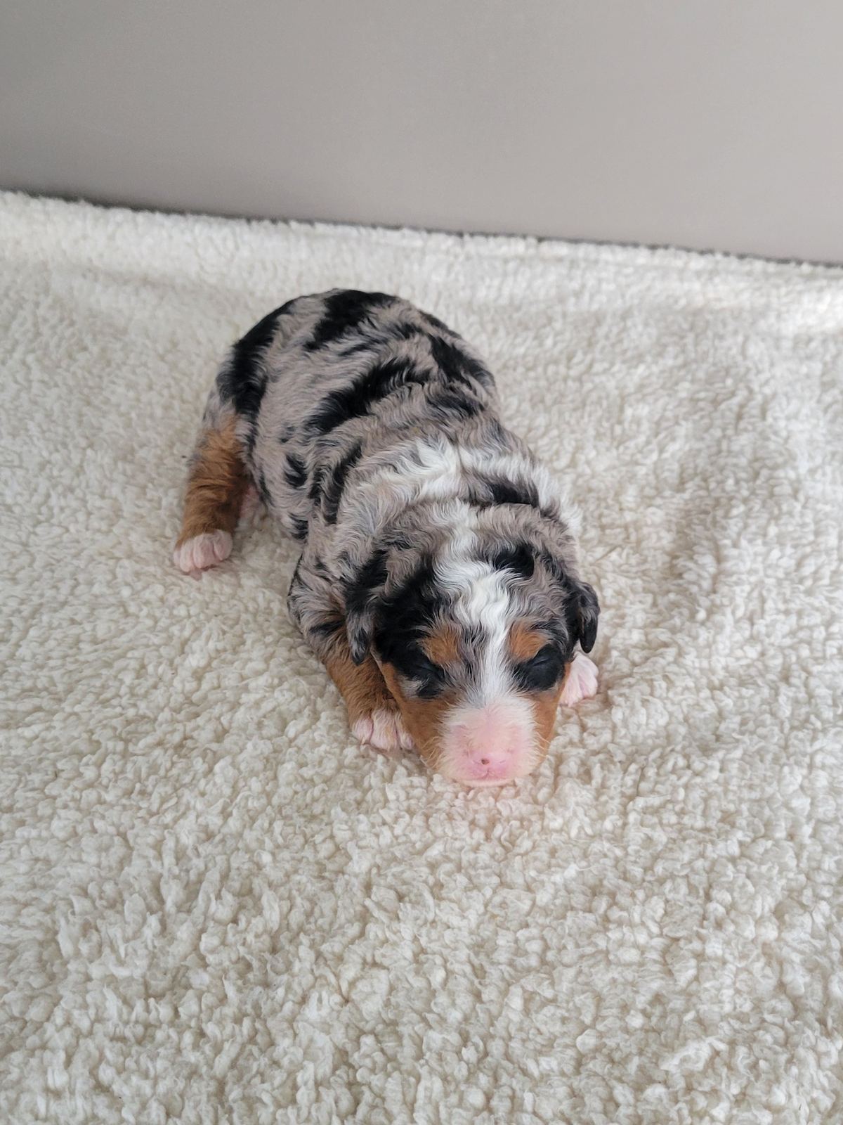 Gina, a merle Mini Bernedoodle puppy, Lancaster PA breeder
