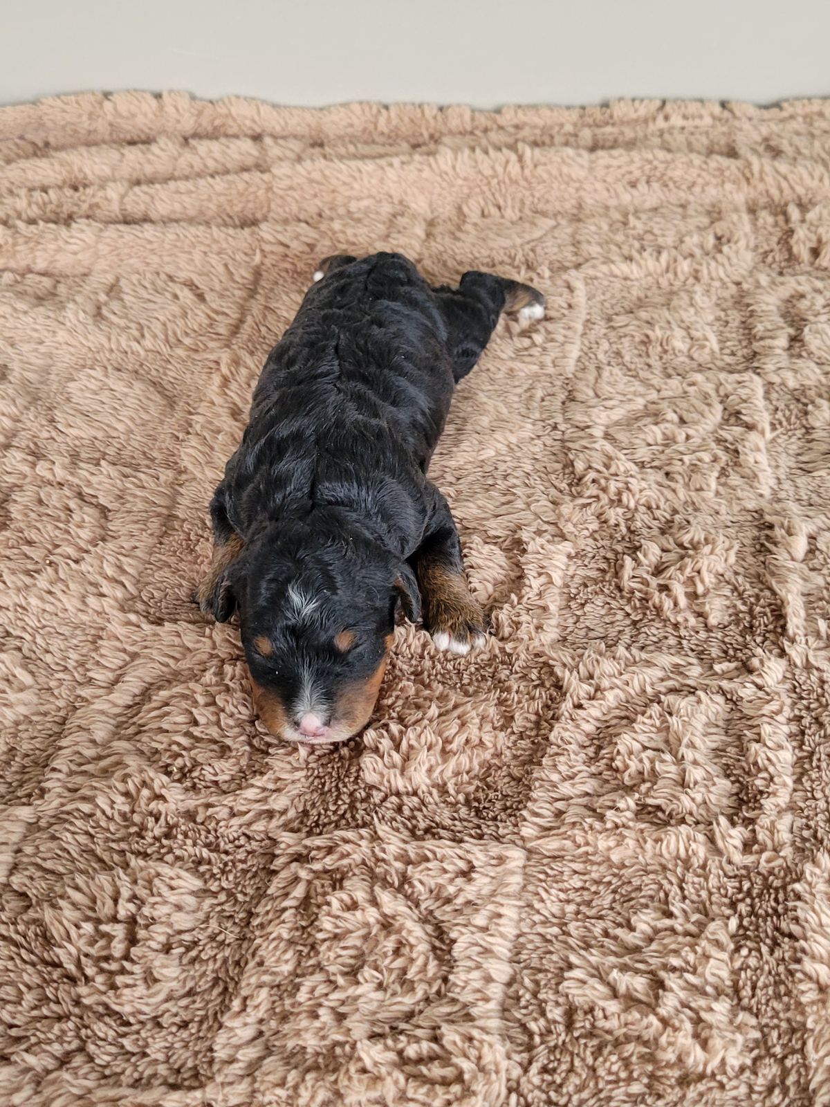 Haley, a black and tan Mini Bernedoodle puppy, Lancaster PA breeder
