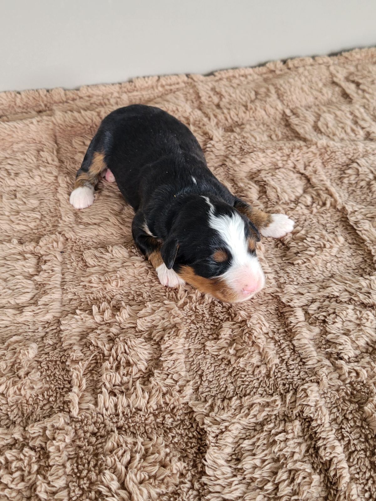 Hank, a black and tan Mini Bernedoodle puppy with white blaze, Lancaster PA