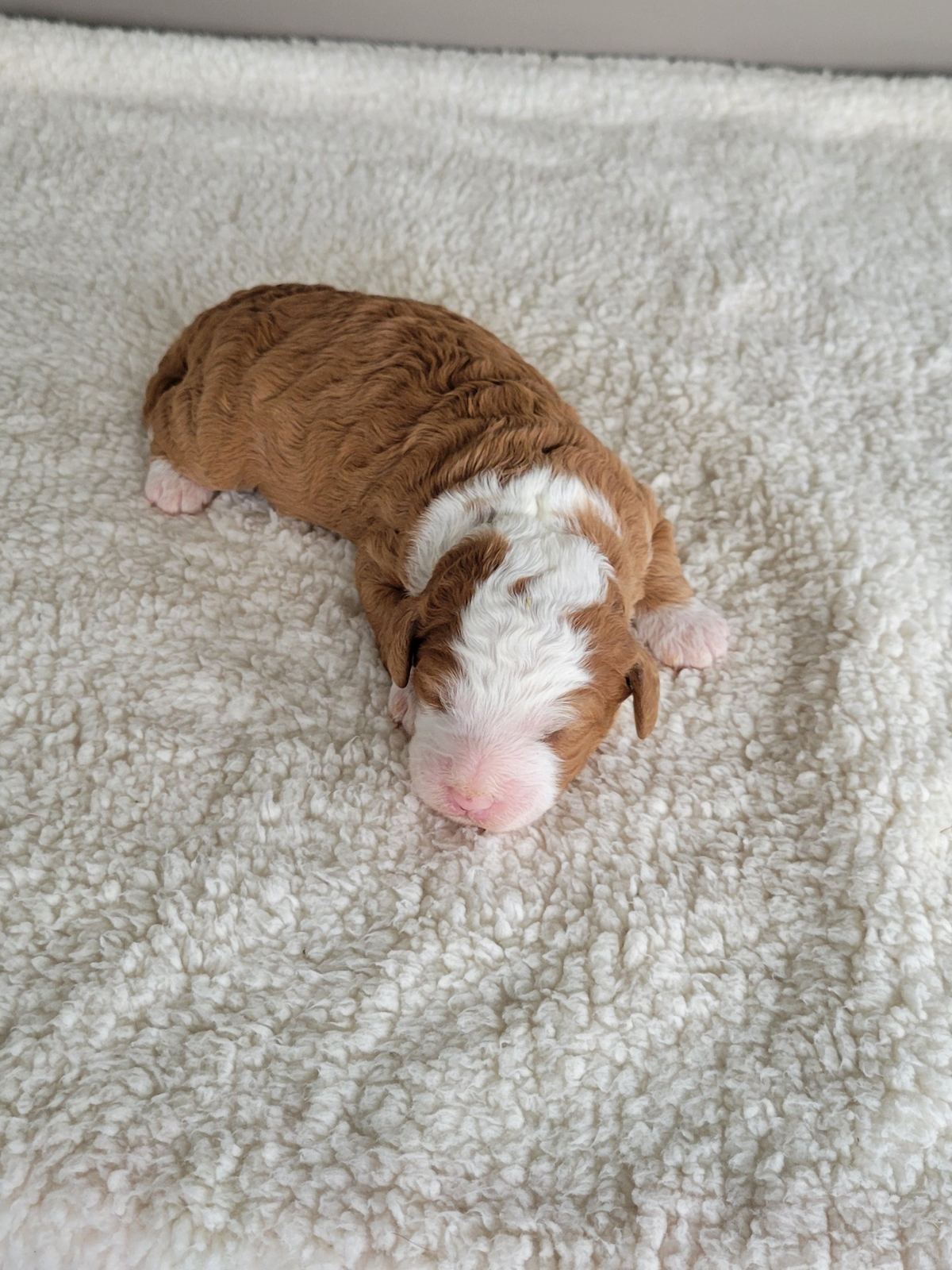 Kay, a fawn and white Mini Bernedoodle puppy, Lancaster PA breeder