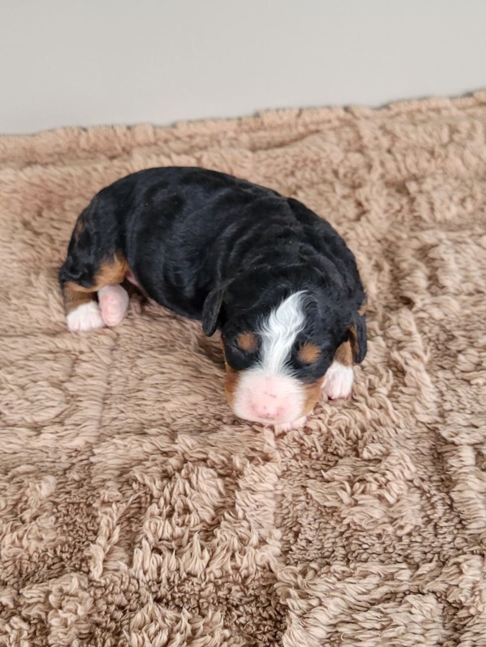 Raven, a tricolor Mini Bernedoodle puppy with white blaze, Lancaster PA