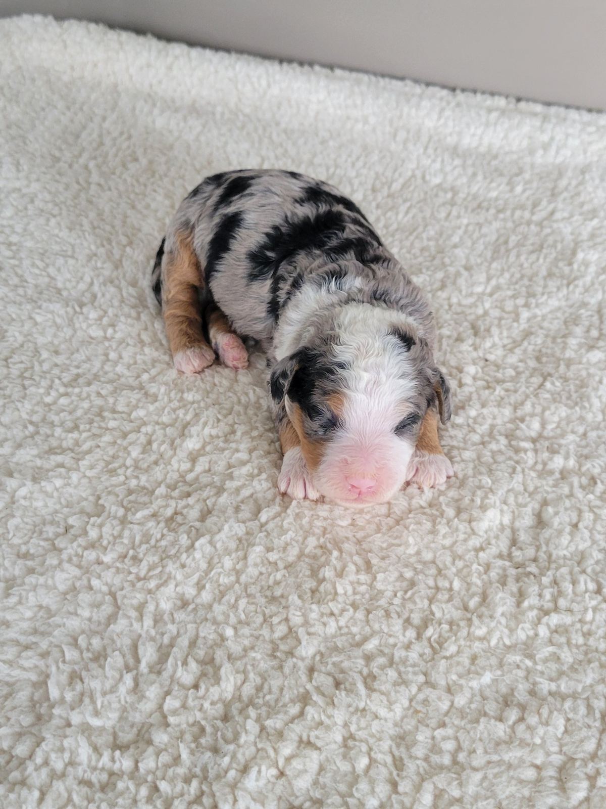 Reece, a merle Mini Bernedoodle puppy with white blaze, Lancaster PA