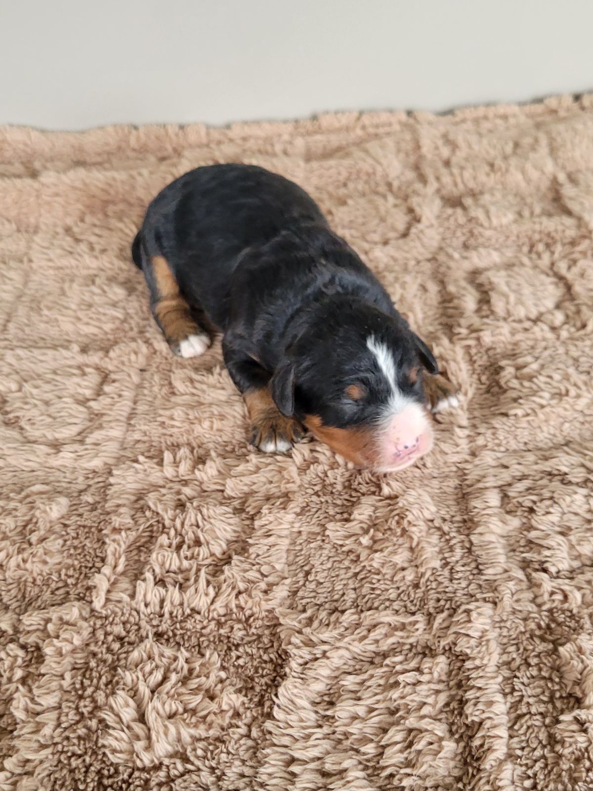 Rex, a tricolor Mini Bernedoodle puppy, Lancaster PA breeder" Dash: "Dash, a black and tan Mini Bernedoodle puppy curled up, Lancaster PA