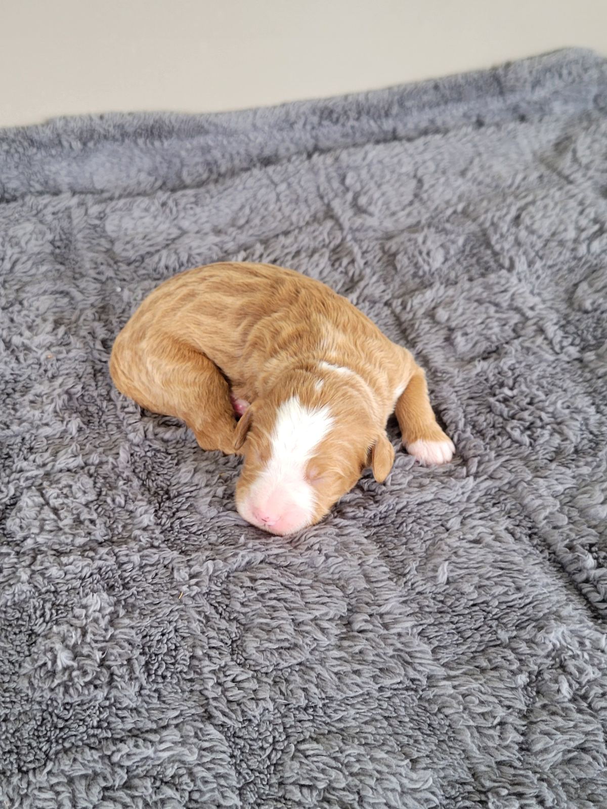 Rocco, a fawn and white Mini Bernedoodle puppy sleeping, available in Lancaster, PA