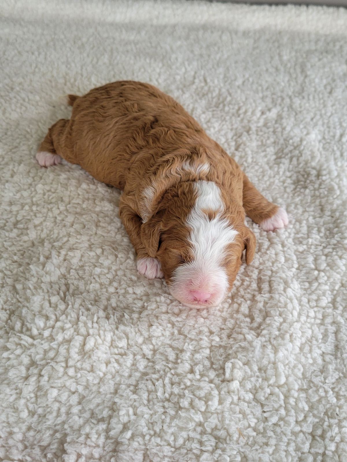 Ruby, a fawn and white Mini Bernedoodle puppy sleeping, Lancaster PA