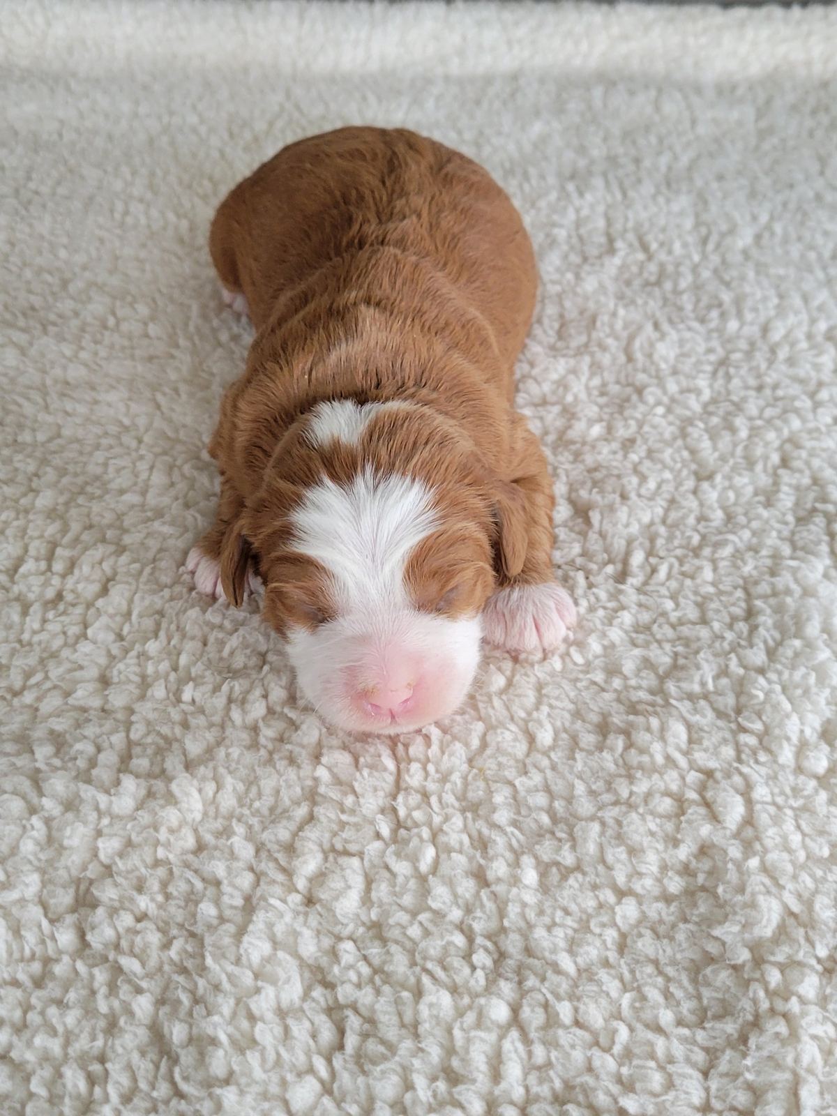 Tara, a fawn and white Mini Bernedoodle puppy, Lancaster PA breeder