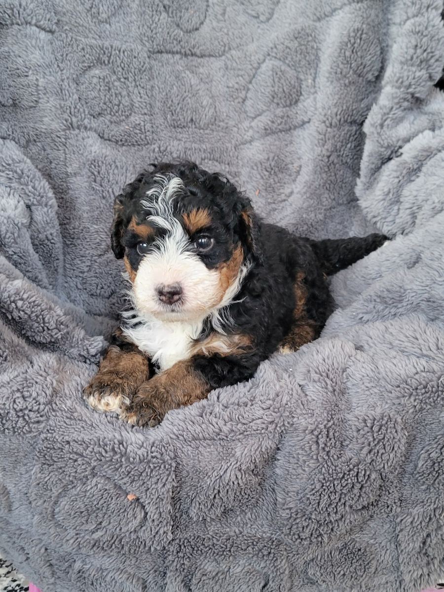 Tri-color Bernedoodle puppy named Atlas laying on a brown blanket in East Earl, PA.