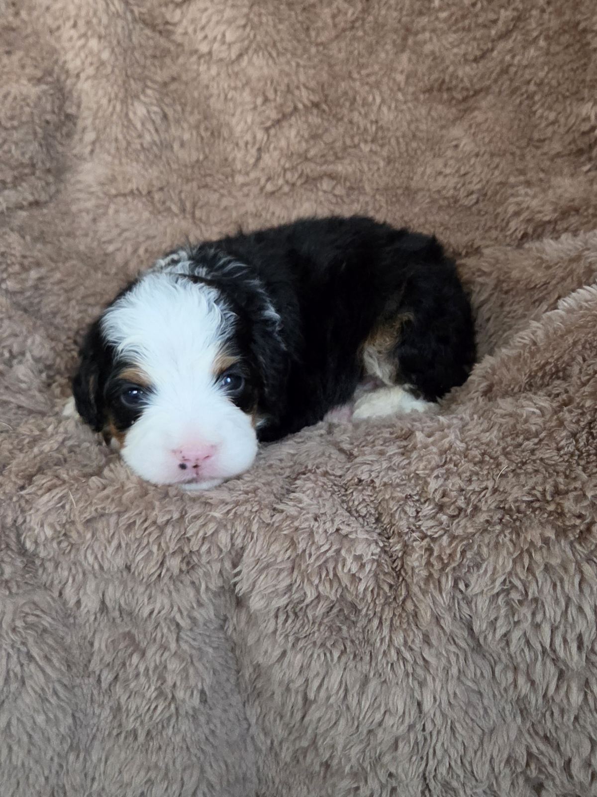 Tricolor black, white and rust mini Bernedoodle puppy lying on a soft blanket, from Mountainside Puppies in East Earl, PA