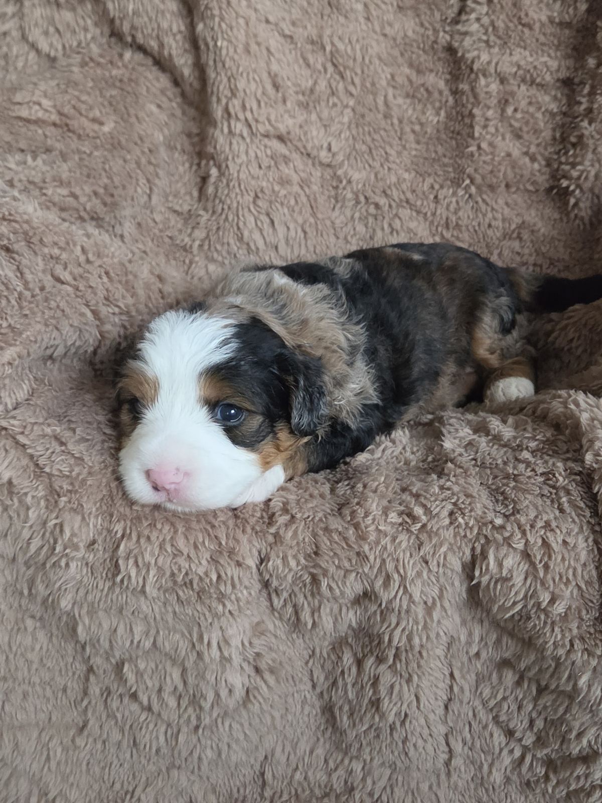 Merle tricolor mini Bernedoodle puppy with a white blaze and pink nose, bred at Mountainside Puppies in East Earl, PA