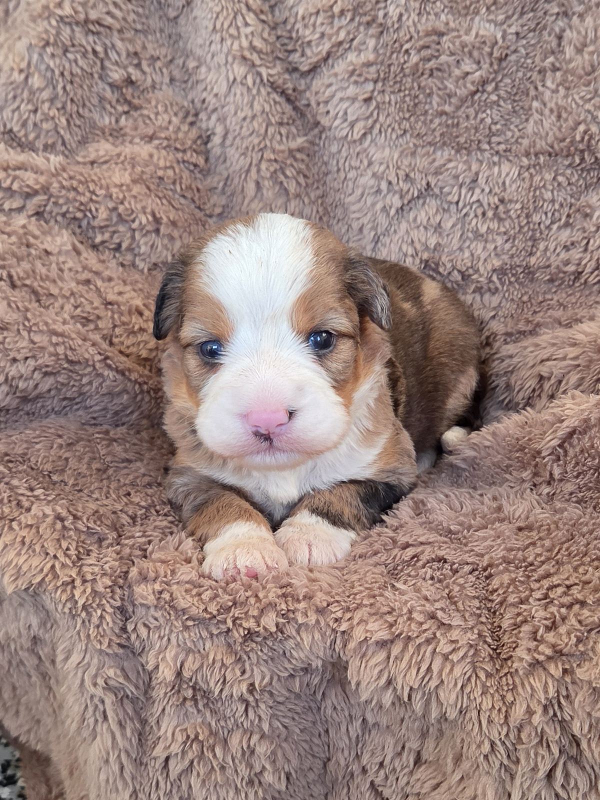 Red and white mini Bernedoodle puppy with blue eyes and a pink nose resting on a tan blanket, available at Mountainside Puppies in East Earl, PA